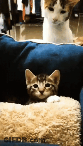 Two Cats On Blue Couch, One Faces Camera GIF