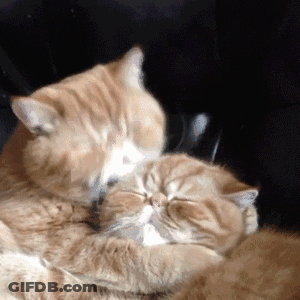 Two Cats On Couch Licking Face GIF