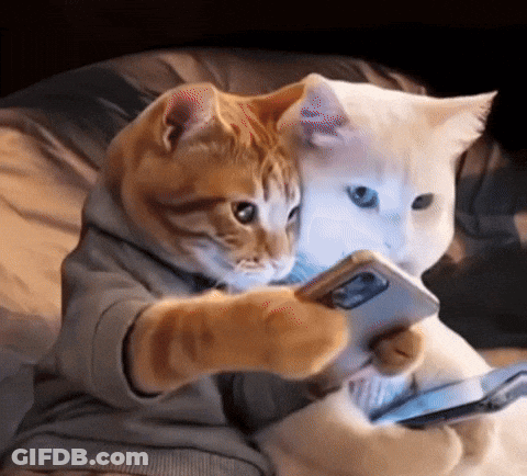 Two Cats On Couch Looking At Phone GIF