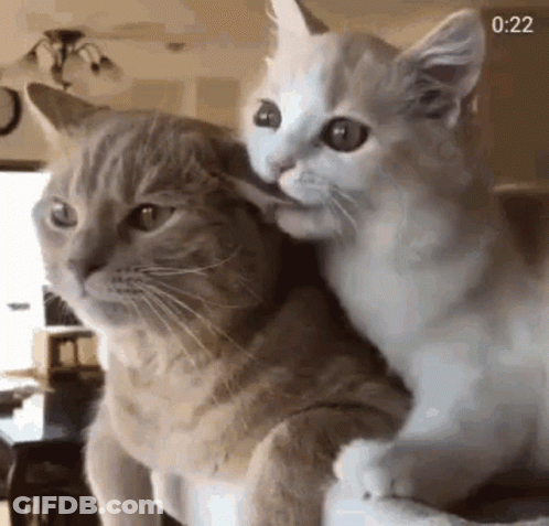 Two Cats On Couch One Licking The Other GIF