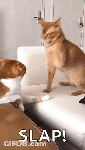 Two Cats On Couch One Slapping Other GIF