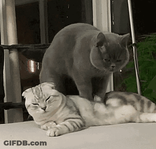 Two Cats On Couch One Standing On Another GIF