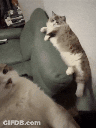 Two Cats On Green Couch One Standing GIF