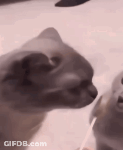 Two Cats, One Looking At Camera GIF