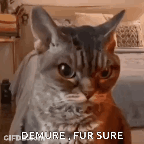 Two Cats One Saying Demure Fur Sure GIF