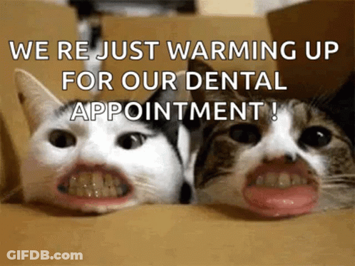Two Cats Open Mouths Saying Were Just Warming Up For Dental Appointment GIF