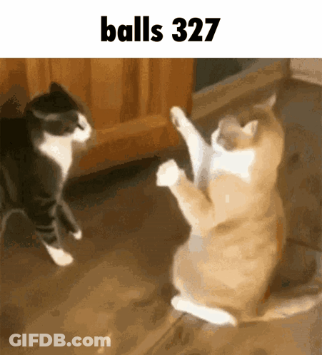 Two Cats Playing Balls 327 GIF