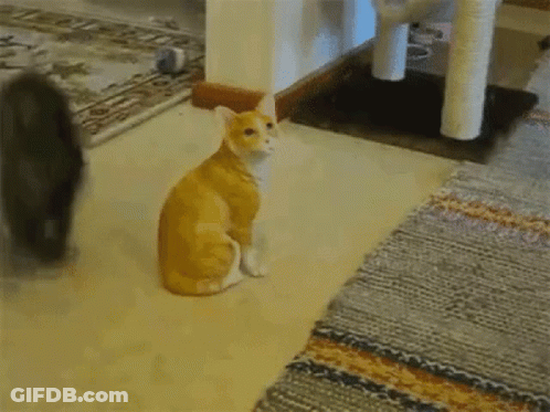 Two Cats Playing GIF