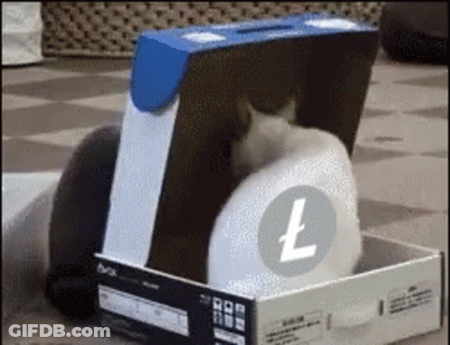 Two Cats Playing In Cardboard Box With LT Logo GIF