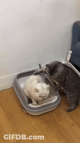 Two Cats Playing In Litter Box GIF