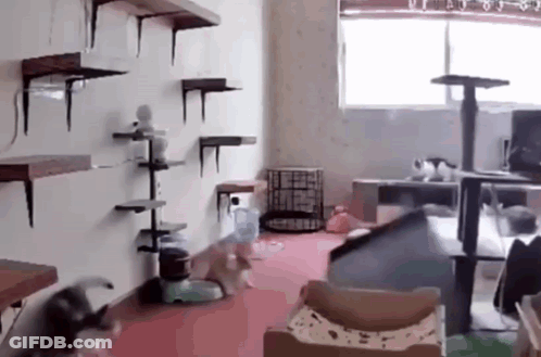Two Cats Playing In Room GIF