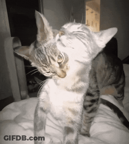 Two Cats Playing On Bed GIF
