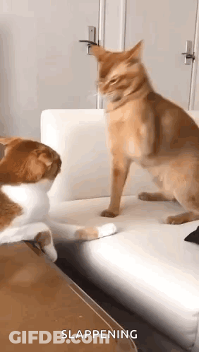 Two Cats Playing On Couch GIF