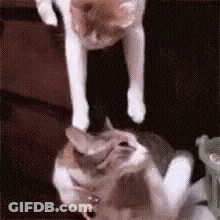 Two Cats Playing On Couch One Standing On Head GIF