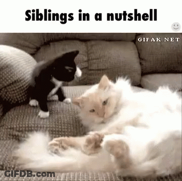 Two Cats Playing On Couch GIF