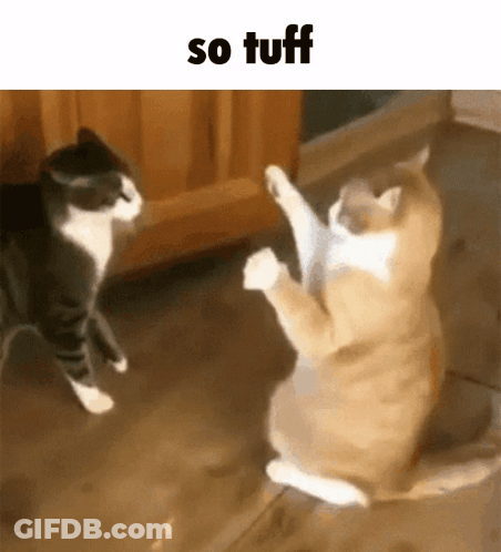 Two Cats Playing On Floor With Caption So Tuff GIF