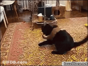 Two Cats Playing On Rug Iwebloca.net GIF