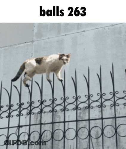 Two Cats Playing On Tiled Floor GIF