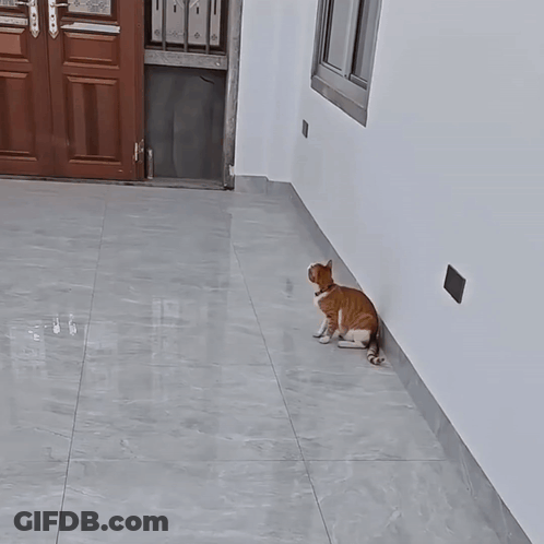Two Cats Playing On Tiled Floor GIF