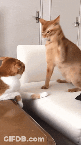 Two Cats Playing On White Couch One Watching Other GIF