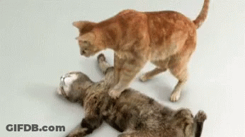 Two Cats Playing One Laying Down GIF