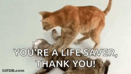 Two Cats Playing One Laying On Back GIF