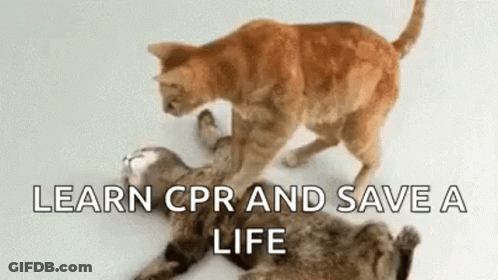 Two Cats Playing, One Laying On Its Back GIF