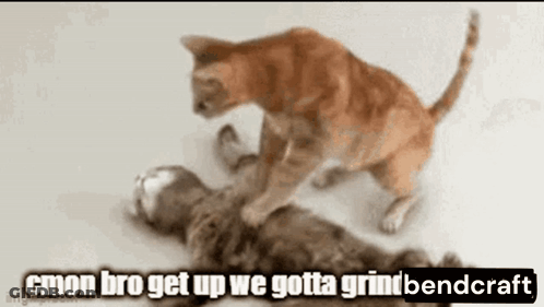 Two Cats Playing, One Lying Down GIF