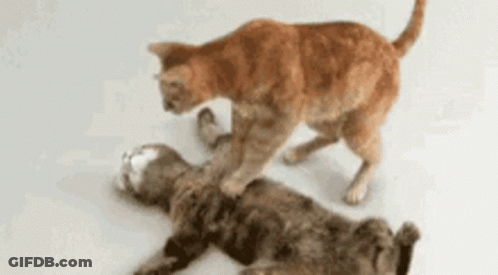 Two Cats Playing One On Other's Back GIF