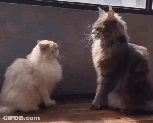 Two Cats Playing One Scratching Other's Head GIF