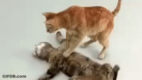Two Cats Playing, One Standing On Top GIF