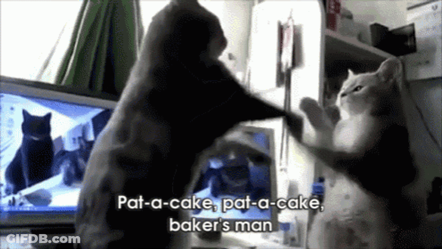 Two Cats Playing Pat-A-Cake GIF