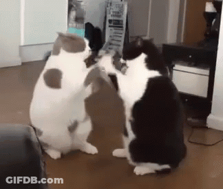 Two Cats Playing Together GIF