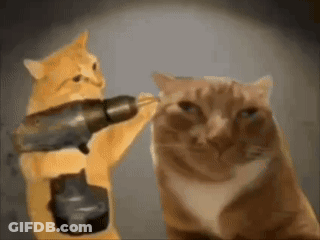 Two Cats Playing With Drill GIF