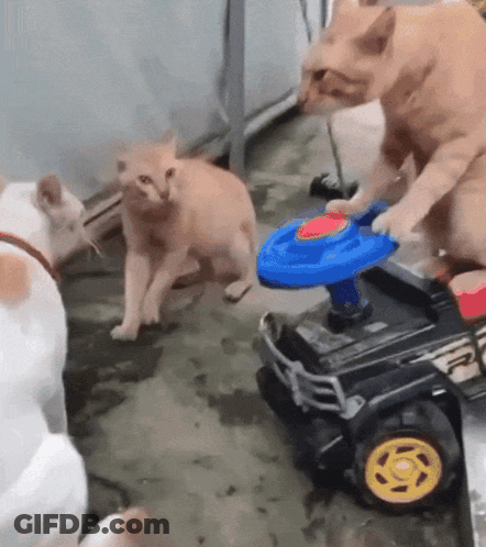 Two Cats Playing With Toy Car While Another Watches GIF