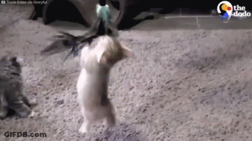 Two Cats Playing With Toy GIF