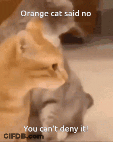 Two Cats Saying Orange Cat No Deny It GIF