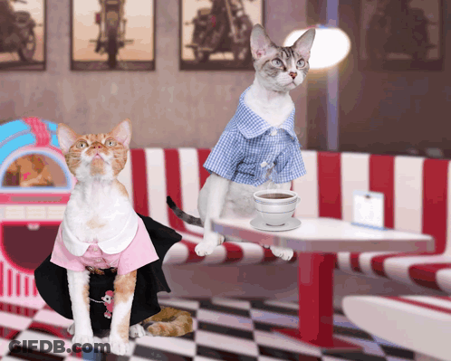 Two Cats Sitting At Diner Table With Coffee GIF