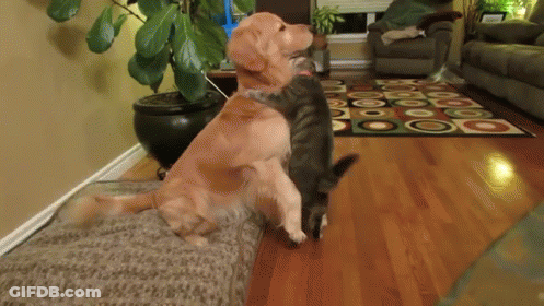 Two Cats Sitting By Brick Wall Saying Maybe Someday They Will Play Together GIF