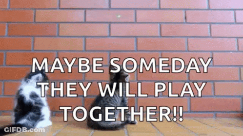Two Cats Sitting In Front Of Brick Wall Maybe Someday They Will Play Together GIF
