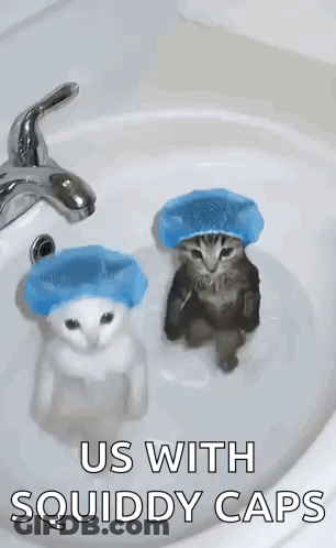 Two Cats Sitting In Sink Wearing Squiddy Caps GIF