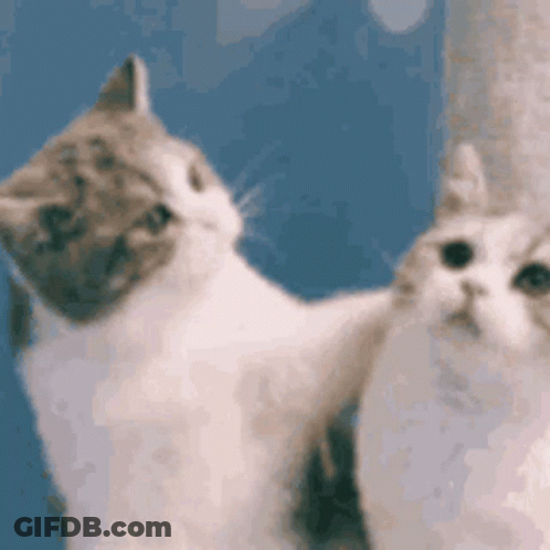 Two Cats Sitting Next To Each Other GIF