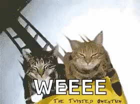 Two Cats Sitting Next To Each Other GIF