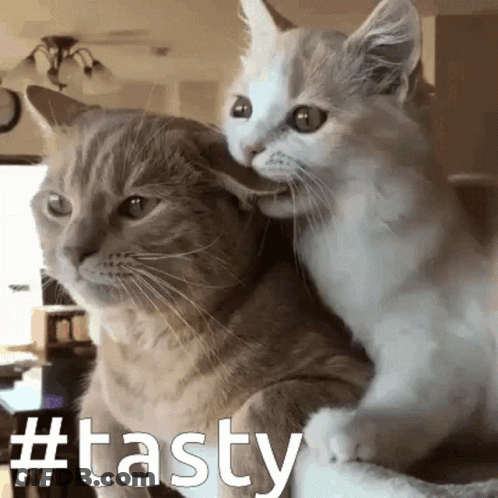 Two Cats Sitting Next To Each Other Saying Tasty GIF
