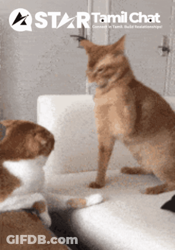 Two Cats Sitting On A Couch With A Star Tamil Chat Logo GIF