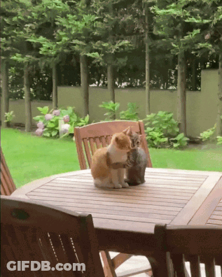 Two Cats Sitting On A Wooden Table In A Backyard GIF