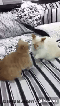 Two Cats Sitting On Bed GIF
