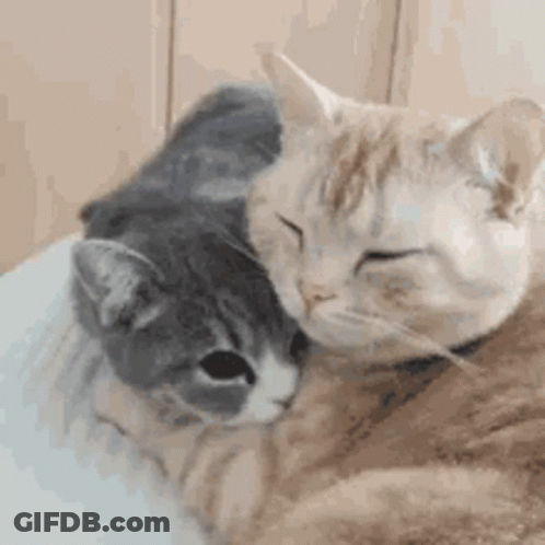 Two Cats Sitting On Bed Looking At Each Other GIF