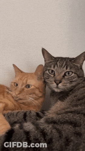 Two Cats Sitting On Blanket GIF