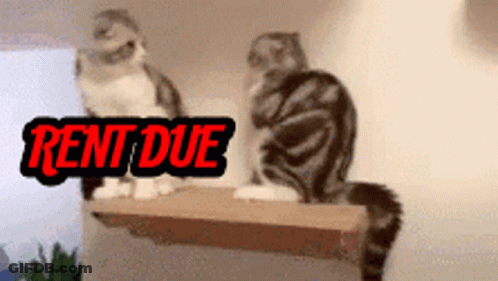 Two Cats Sitting On Shelf GIF
